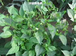 Pepper planting technology: how to prevent virus disease in autumn pepper?