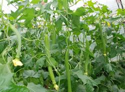Towel gourd cultivation: how to prevent and cure loofah stubble and seedling rest?