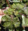 What are the hazards of cotton aphids? How to prevent and cure it?
