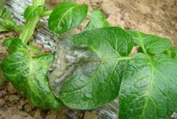 How to control potato late blight in winter?