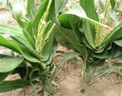 How to prevent and cure corn rough shrinkage disease?
