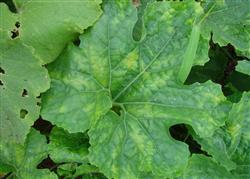 Wax gourd planting: how to prevent and cure wax gourd virus disease?