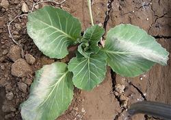Cabbage planting: how to grow kale in autumn?