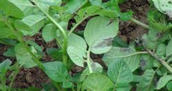 How to control potato late blight?
