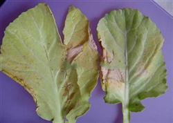 Cabbage planting: what is cabbage root rot?