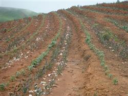 Tea planting techniques: how to manage the soil in the tea garden?