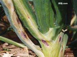 Green onion planting technology: what is green onion brown spot disease?