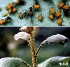 What pests should be controlled in blueberry cultivation?