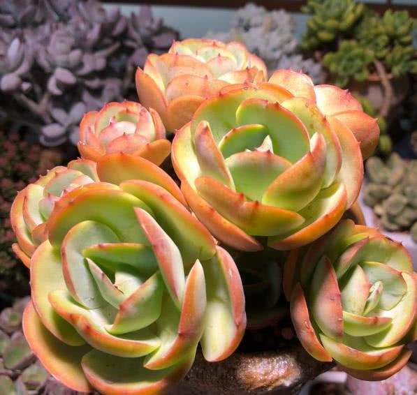 When planting succulent plants, I will teach you to cut your roots and grow faster.
