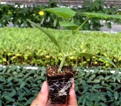 How to manage grafted cucumber seedlings?
