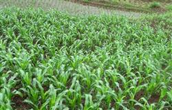 Sorghum planting: how to control sorghum top rot?