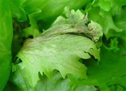 Lettuce planting: what is lettuce brown spot?