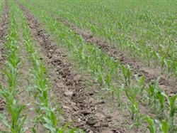 How to manage planting corn at seedling stage?