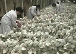 What is Bai Ling mushroom random bud, how should prevent and cure?