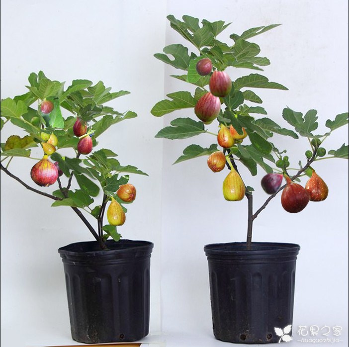How often are figs watered? how much water are there? Watering method of potted figs in four seasons