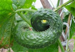 Cucumber cultivation techniques: what is the reason for the formation of cucumber malformed melons?