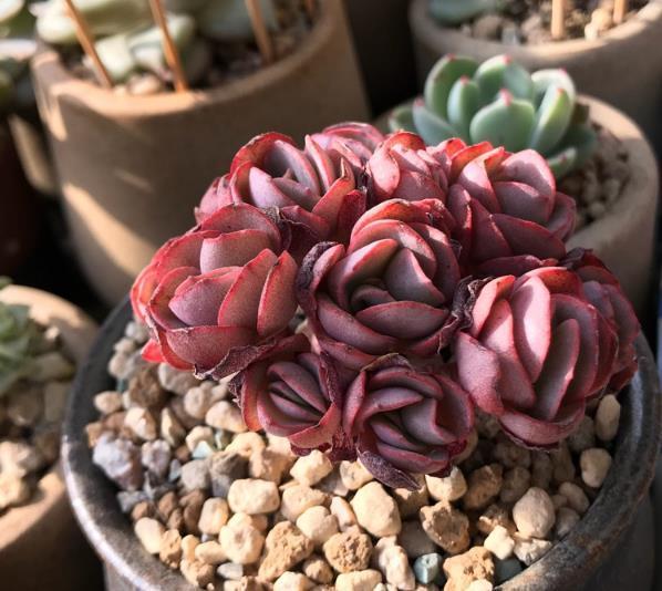 How to save the black rot of succulent plants that have been drenched in the rain for several days?