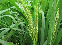 Prevention and control of rice diseases and insect pests: what if it is difficult to heading rice?