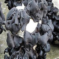 How to control miscellaneous bacteria and pests by planting Auricularia auricula?
