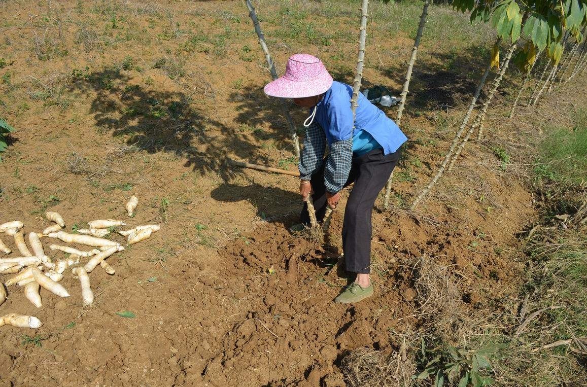 This kind of underground tree root has to soak for seven days and seven nights before it can be eaten by the poor. Now it is very rare.