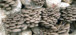 How to grow Pleurotus ostreatus? Please introduce the technology.