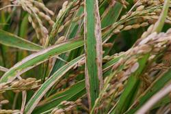 How to control the three major diseases of rice?