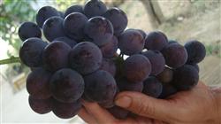 How about Hutai No. 8 grape?