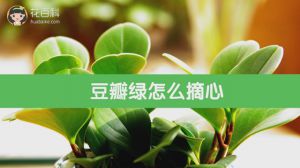 How to pick the heart of Douban green
