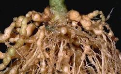 How to control root-knot nematode disease in cantaloupe planting?