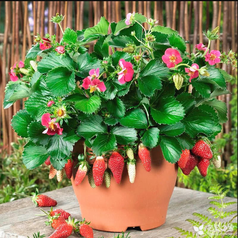 How often are strawberries watered? Watering methods of potted strawberries in four seasons