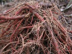 How to control root-knot nematode disease of Salvia miltiorrhiza?
