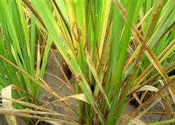 What is rice sheath blight?