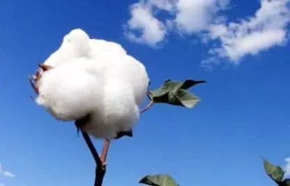 Imported cotton prices rise this year, China's cotton prices are expected to stabilize and rise