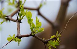 Jujube pruning: how do jujube trees pick their hearts?