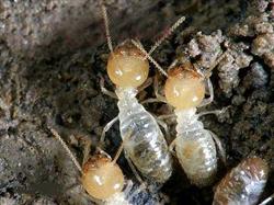 How does eucalyptus control termites?