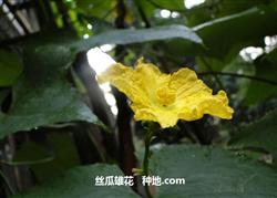 Towel gourd cultivation: what is the use of loofah except loofah?