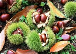 Chestnut planting: how to harvest chestnut?