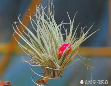 The maintenance of these three kinds of green plants is simply placed in a pot on the coffee table desk small and clean.