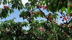 What is the main management of big cherry trees in summer?