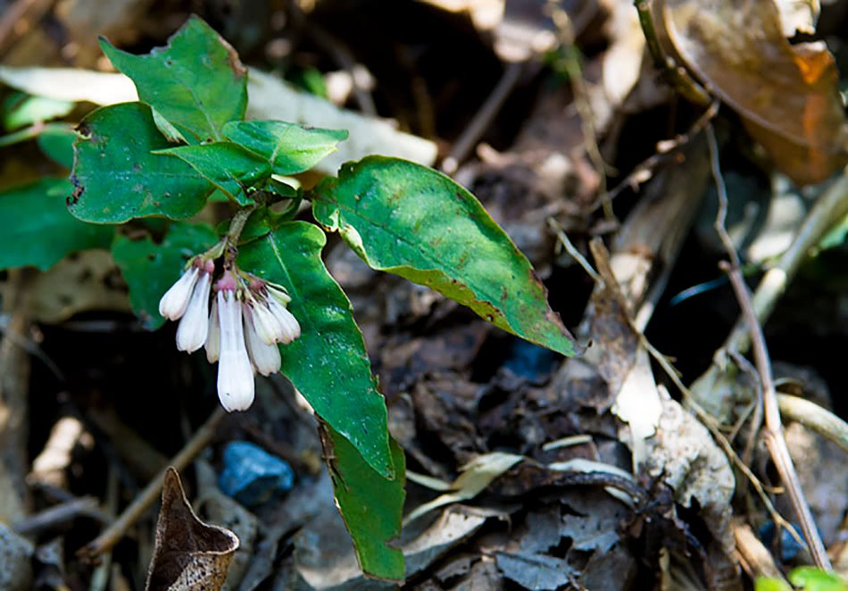 This kind of weed in the mountains grows in places infested by snakes. When snakes see them, they are afraid of being called black spearheads by the people.