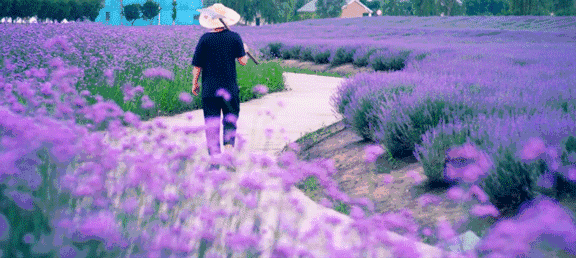 He wrote his first love poem with 100 lavender plants: men can't lose their inner softness if they want to make money.