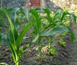 How to manage corn seedlings in summer?