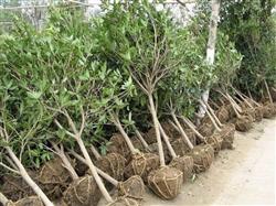 How to plant sweet-scented osmanthus trees?