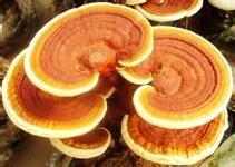 Medicinal value and cultivation techniques of Ganoderma lucidum