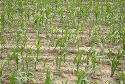 How to manage summer corn seedlings well