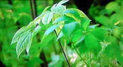 Prevention and control of ginseng infestation