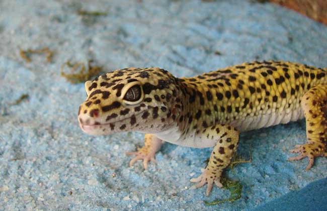 What if there's a gecko at home?