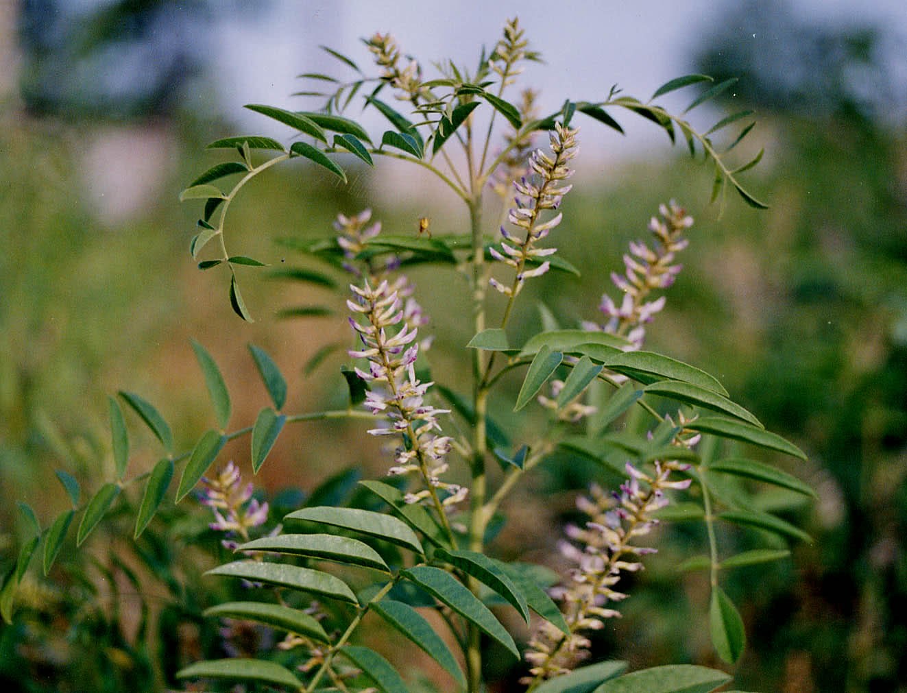 This kind of grass is commonly known as the peacemaker who can cure the poison of all kinds of herbs. the value of this grass is extremely high and it is almost dug out in the wild.