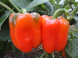 How to grow colored sweet peppers?