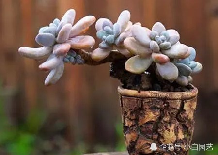 How to do the styling of Hongzhi Jade Old pile